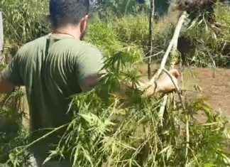 Mais de 10 mil pés de Maconha são apreendidos no Município de Miranorte
