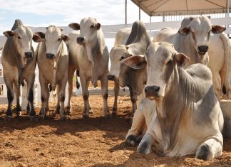 Programa de Melhoramento Genético de Palmas atinge a marca de 234 matrizes bovinas inseminadas