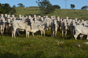 Tocantins estende prazo da declaração da vacinação contra a febre aftosa para até 31 de dezembro