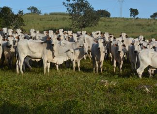 Segunda fase da campanha de vacinação contra febre aftosa começa dia 1º de novembro