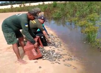 Parceiros do projeto Quelônios do Tocantins visitam local de soltura de filhotes de tartaruga