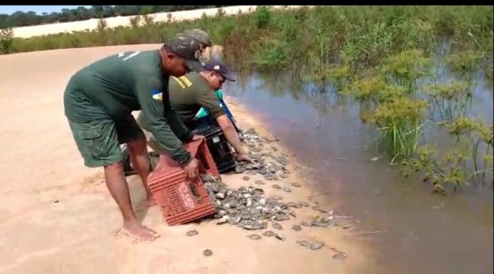 Parceiros do projeto Quelônios do Tocantins visitam local de soltura de filhotes de tartaruga