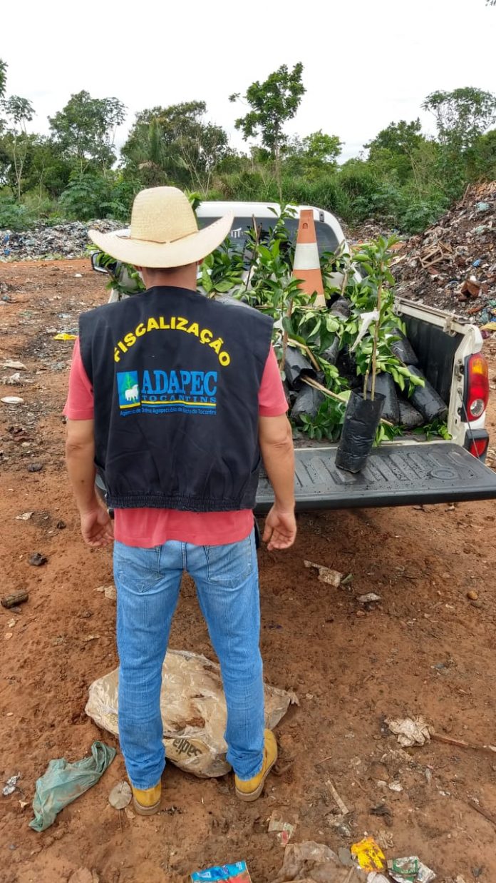 Adapec apreende 121 mudas de citrus irregulares em Araguatins