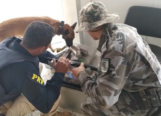 Cão farejador encontra mais de 10 kg de maconha dentro de forno elétrico transportado em ônibus