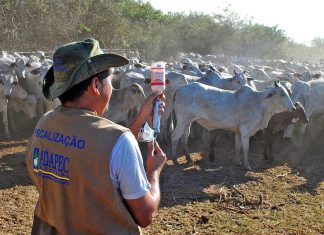 Agroindústrias crescem no Tocantins e potencializam produção e comercialização de produtos de origem animal
