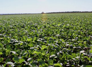 No Tocantins, o Agro se destaca e mostra força em 2020