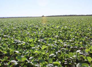 Cadastro de áreas cultivadas de soja deve ser feitos junto a Adapec até o próximo dia 22