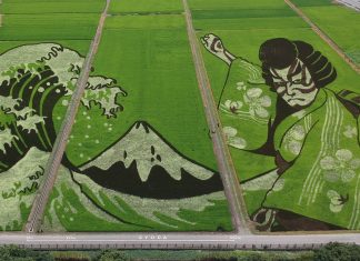 Obra de arte em campo de arroz no Japão celebra Jogos Olímpicos de Tóquio