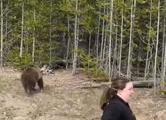 Mulher gravada com ursos em parque dos EUA é processada por perturbar a vida selvagem; veja vídeo