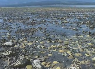 Onda de calor cozinha mariscos, mexilhões e outros moluscos vivos em praia do Canadá