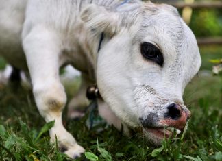 ‘Menor vaca do mundo’ vira atração turística em Bangladesh; veja vídeo