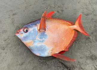Raro peixe-lua é encontrado morto em praia do Oregon, nos EUA
