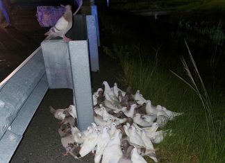 Pombos-correio perdidos param estrada nos EUA