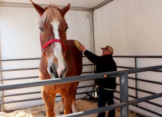 Cavalo mais alto do mundo morre aos 20 anos nos EUA