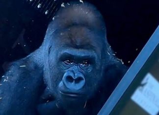 Gorila criado em zoológico conhece a vida na natureza após 13 anos