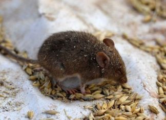Praga de ratos na Austrália: Qual a origem da infestação e como fazendeiros estão lutando contra ela