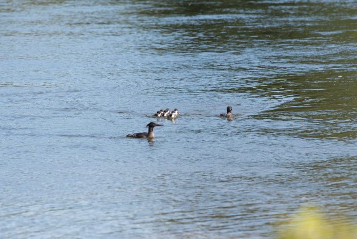 dados-cientificos-indicam-crescimento-populacional-do-pato-mergulhao-no-tocantins-foto-marcelo-barbosa-naturatins-scaled