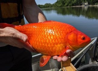Cidade dos EUA alerta moradores após encontrar ‘peixe-dourado gigante’ em lago; espécie é considerada invasora