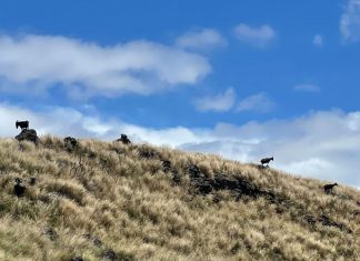 Havaí cria loteria para sortear cabras que estão invadindo Parque Nacional