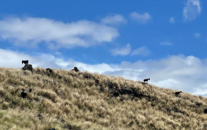 goats1