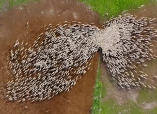 Fotógrafo viraliza com vídeos de ovelhas feitos com drone