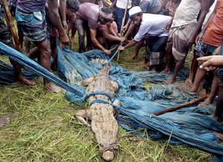 Crocodilo de espécie considera extinta em Bangladesh é capturado no país