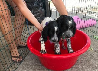 Voluntários se mobilizam na Grécia para cuidar de gatos e cães após incêndios