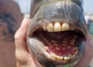 Peixe com ‘dentes humanos’ é capturado em pescaria nos EUA