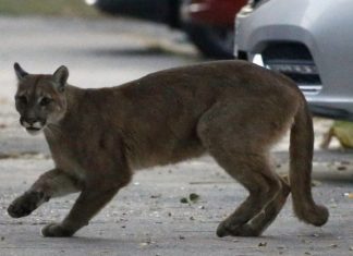Mãe luta com puma com as próprias mãos para salvar filho de ataque