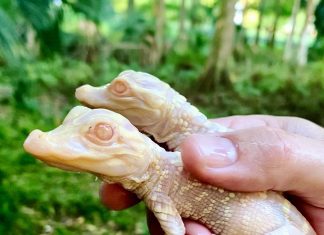 Filhotes de jacaré albino nascem em zoológico da Flórida; veja FOTOS