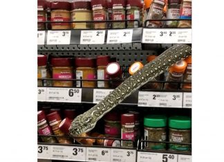 Mulher encontra cobra em prateleira de supermercado na Austrália
