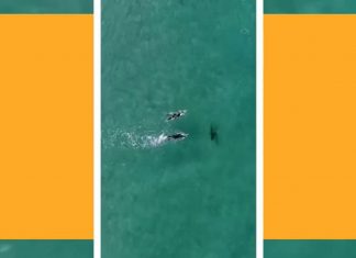 Drone registra banhistas nadando com tubarões sem saber