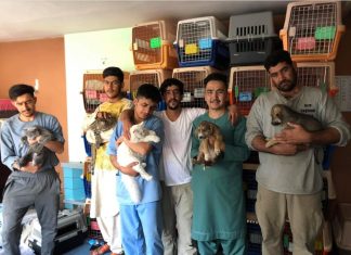 ONGs que cuidam de animais de rua no Afeganistão tentam tirar cães e gatos do país antes do prazo de 31 de agosto