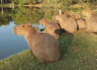 Na Argentina, capivaras aparecem em condomínios fechados e viram tema do debate político