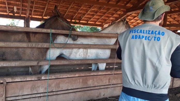 cavalo-mormo