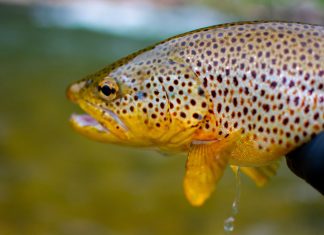 Os peixes que estão se viciando em drogas ilegais