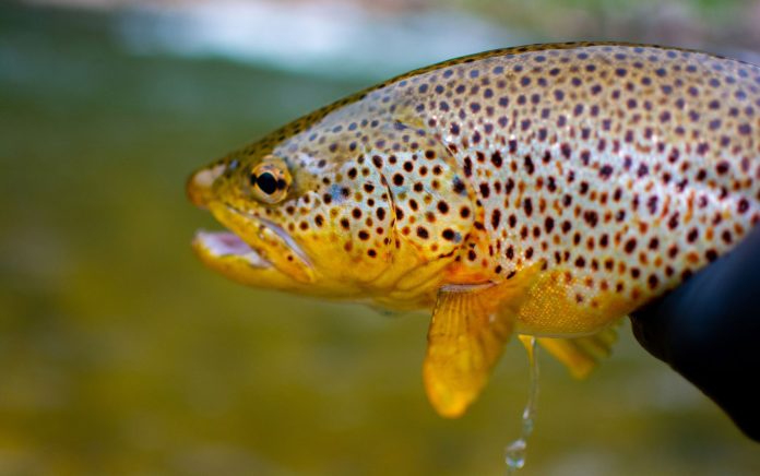 fish-5566856-1920