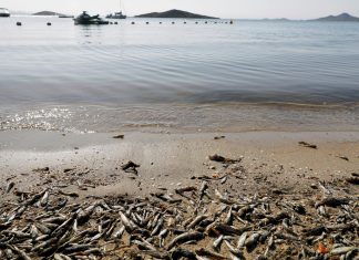 Morte de milhões de peixes por falta de oxigênio comove Espanha