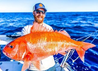 Homem pesca ‘peixe-dourado’ gigante na Austrália