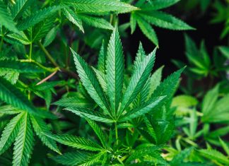 Cannabinólogo? Brasileiro se torna sommelier de cannabis em Israel: ‘é como um vinho’