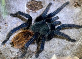 Inquilino abandona cobra e tarântulas ao se mudar de casa nos Estados Unidos