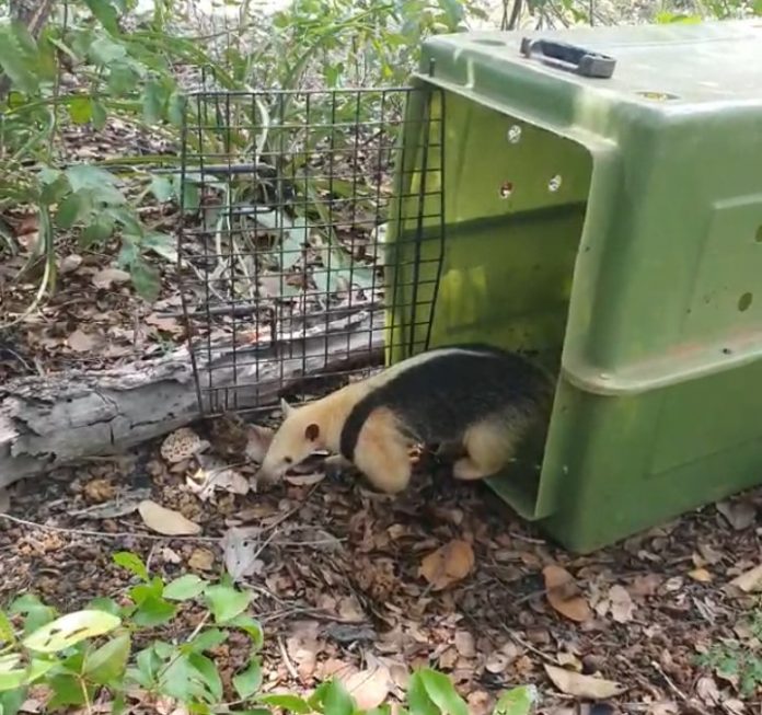 soltura-de-tamandua-mirim-tamandua-tetradactyka-em-propriedade-parceira-foto-leonardo-lorentz
