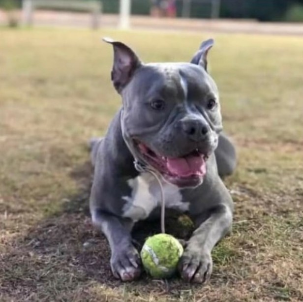 arya