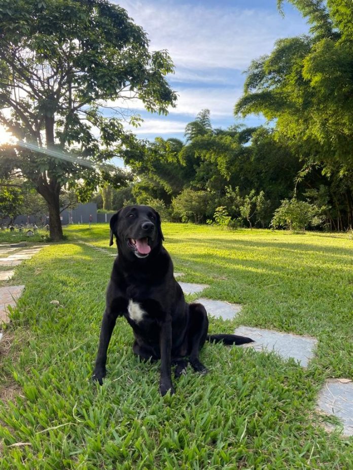 maia-camargo