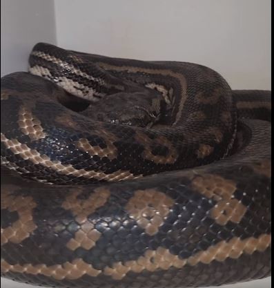 cobra-australia