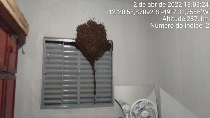 enxame