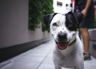 Raça de cachorro não é bom indicador de seu comportamento, diz estudo