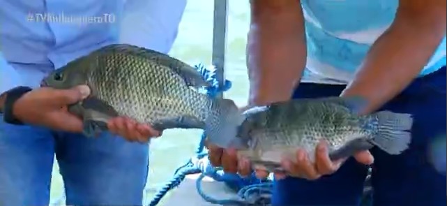 peixe