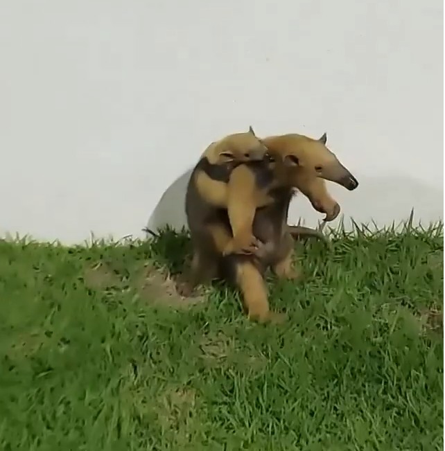 tamandua