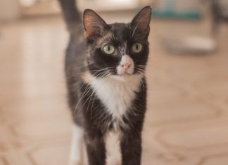 Cães e gatos aguardam novo lar durante feira de adoção em Maceió